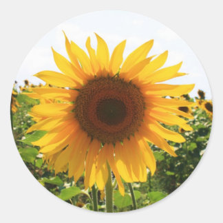 Sunny Sunflower Classic Round Sticker