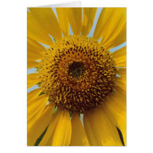 Sunny Sunflower - Giant Yellow Centre Close up