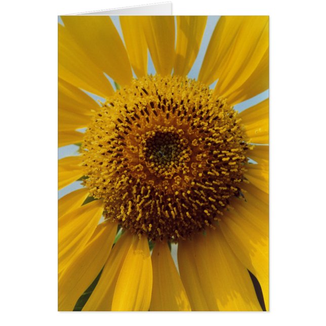 Sunny Sunflower -  Giant Yellow Centre Close up (Front)