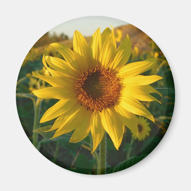 Sunny Sunflower Magnet (Front)