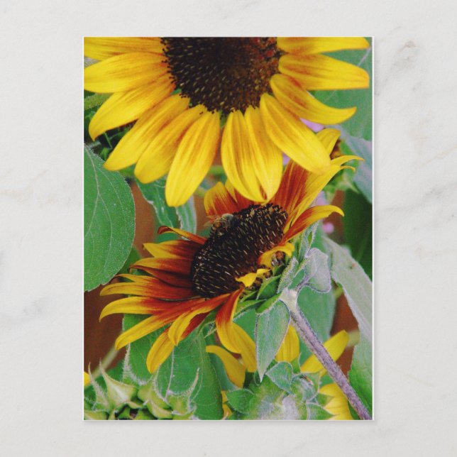 Sunny Sunflowers Postcard (Front)