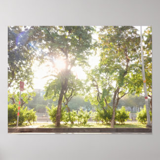 Sunny Trees Poster