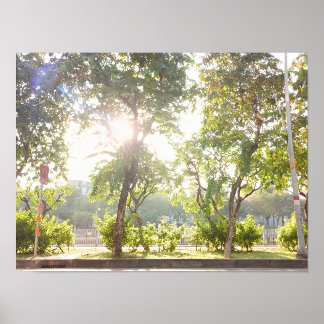 Sunny Trees Poster (Front)