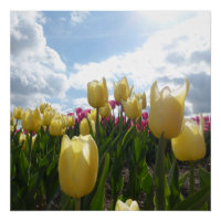 Sunny Yellow and Pink Tulips with Blue Sky Poster