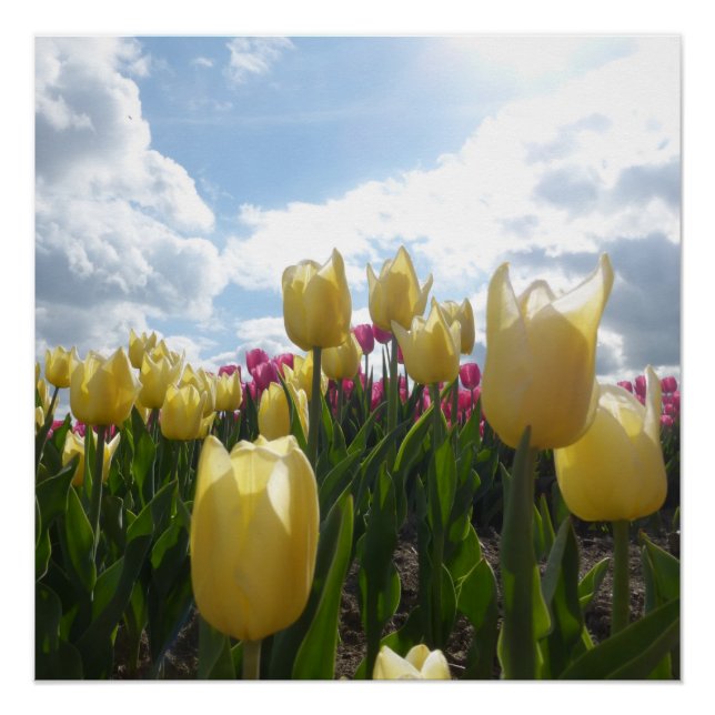 Sunny Yellow and Pink Tulips with Blue Sky Poster (Front)