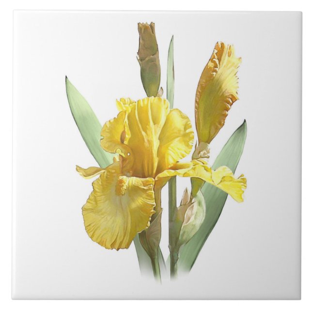 Sunny Yellow Iris Flower Botanical Art Tile (Front)