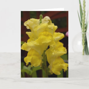 Sunny yellow snapdragon notecard