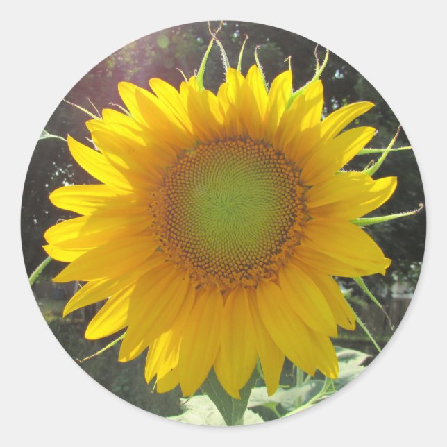 Sunny Yellow Sunflower Classic Round Sticker (Front)