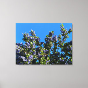 Sunnyvale Blues Canvas Print
