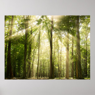 Sunrays Through Treetops Poster