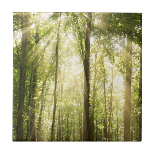 Sunrays Through Treetops Tile (Front)