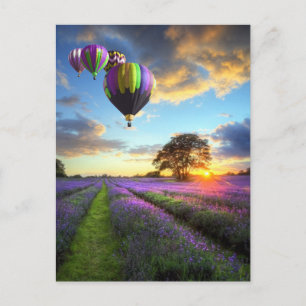 Sunrise and hot air balloons above lavender field postcard