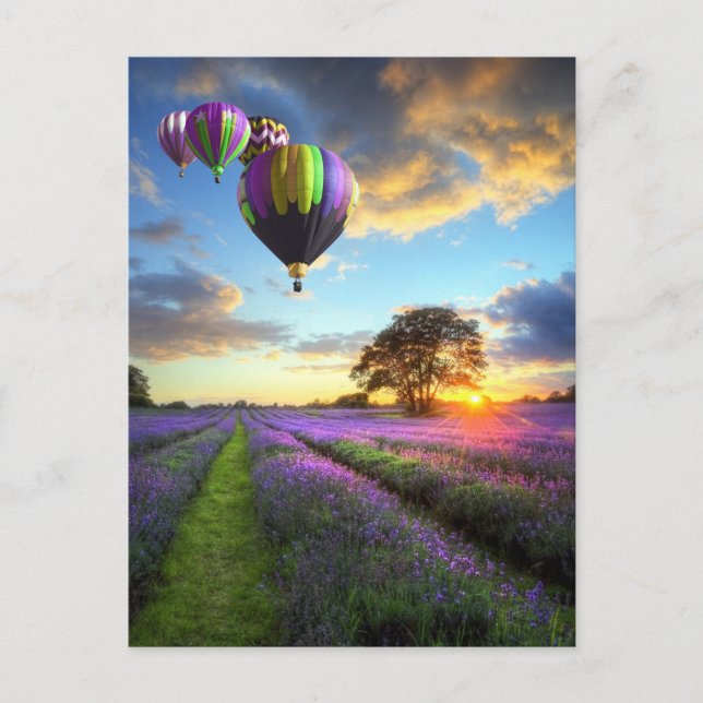 Sunrise and hot air balloons above lavender field postcard (Front)