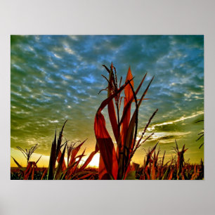 Sunrise at Cornfield Poster