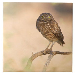 Sunrise Burrowing Owl Tile