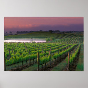 Sunrise colour in the distant fog behind poster