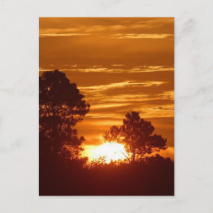 Sunrise In Louisiana Postcard