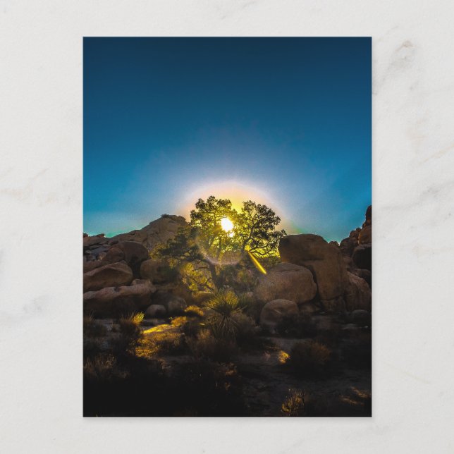 Sunrise Joshua TreeNational Park Postcard (Front)