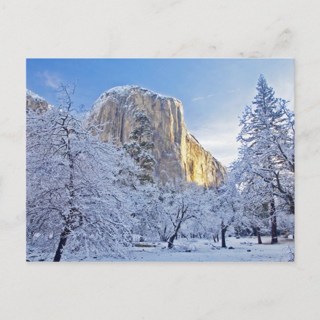 Sunrise light hits El Capitan through snowy Postcard (Front)