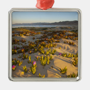 Sunrise lights the sand dunes and sea fig at metal tree decoration