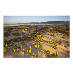 Sunrise lights the sand dunes and sea fig at photo print