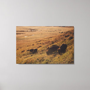 Sunrise On Bison Canvas Print