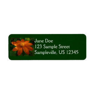 Sunrise on Mexican Sunflower Orange Floral