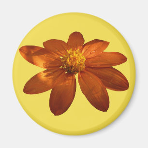 Sunrise on Mexican Sunflower Orange Floral Magnet