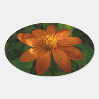 Sunrise on Mexican Sunflower Orange Floral Oval Sticker