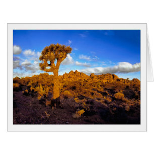 " Sunrise On The Living Desert "