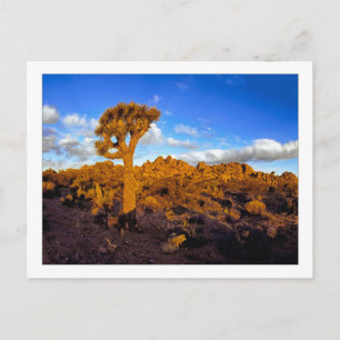 " Sunrise On The Living Desert " Postcard