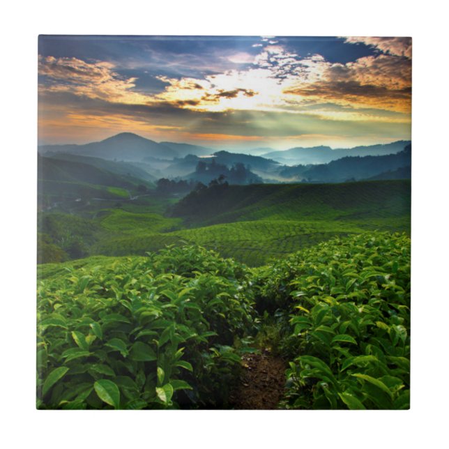 Sunrise over Tea Farm Tile (Front)
