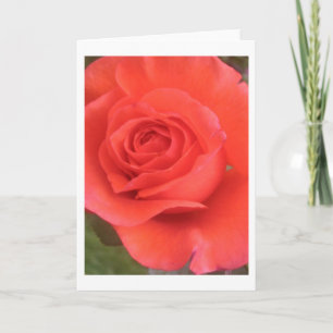 Sunrise Peach Rose Flower Greeting or Note Cards
