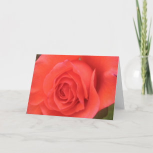Sunrise Peach Rose Flower Greeting or Note Cards