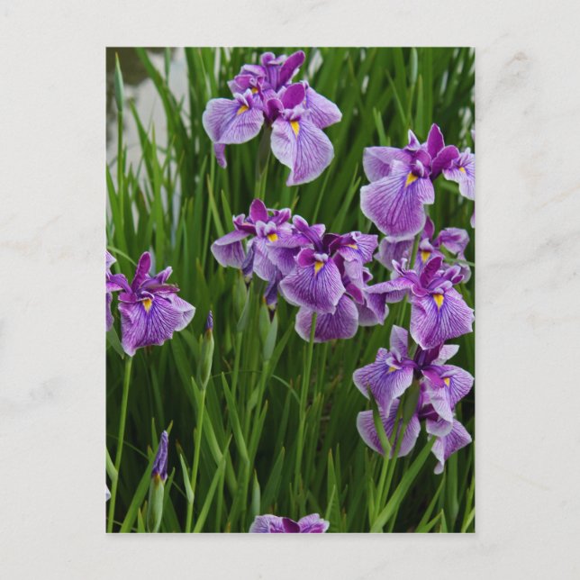 Sunrise Purple Postcard (Front)