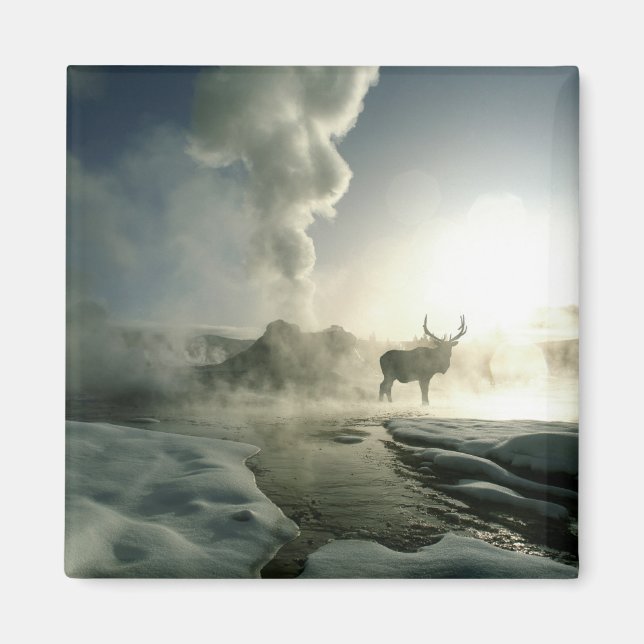 Sunrise Silhouette of Elk at Castle Geyser Magnet (Front)
