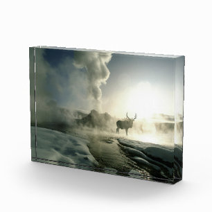 Sunrise Silhouette of Elk at Castle Geyser Photo Block