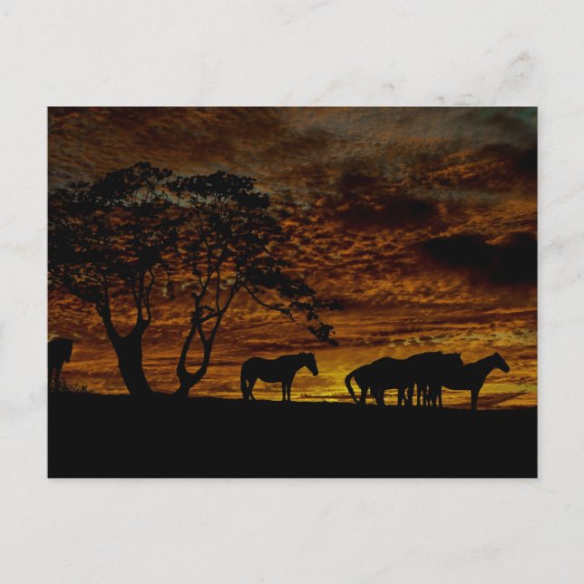 Sunrise Silhouette Postcard (Front)