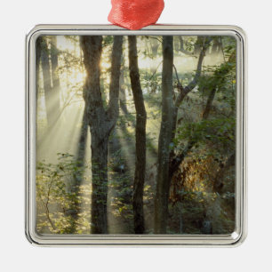 Sunrise through oak and hickory forest, metal tree decoration