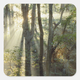 Sunrise through oak and hickory forest, square sticker