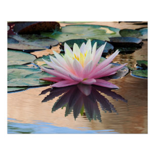 Sunrise Water Lily Poster