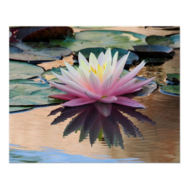 Sunrise Water Lily Poster (Front)