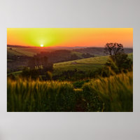 Sunset Agriculture Wheat
