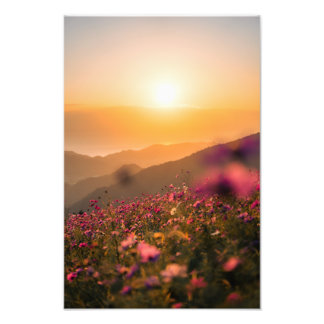 Sunset and cosmos photo print
