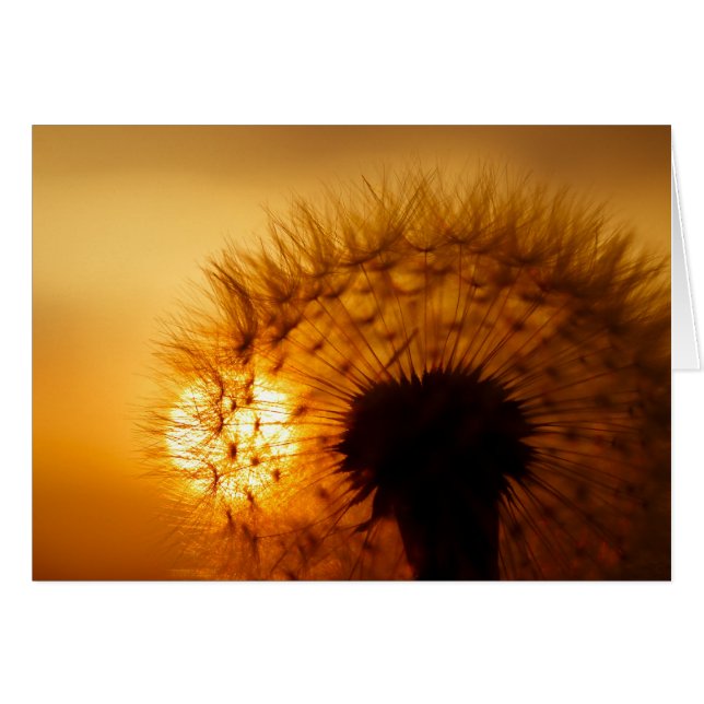Sunset and Dandelion (Front Horizontal)