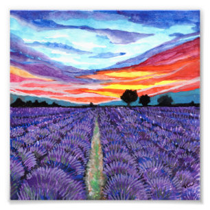 Sunset at Lavender Field Photo Print