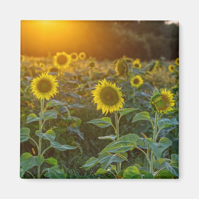 Sunset At Sunflower Field Magnet (Front)