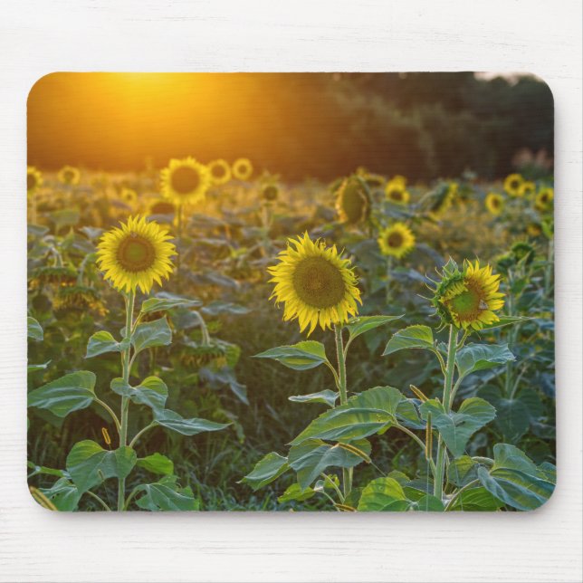 Sunset At Sunflower Field Mouse Pad (Front)