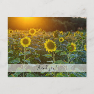 Sunset At Sunflower Field Thank You Postcard