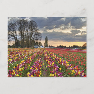 Sunset at Tulip Farm Postcard